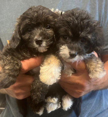 Papipoo puppies