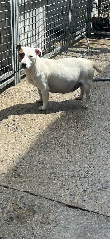 Here I have a beautiful litter of Jack Russell puppies