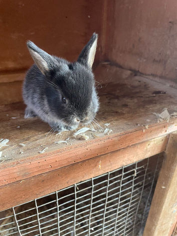 Otter rabbits - 2 KITS LEFT