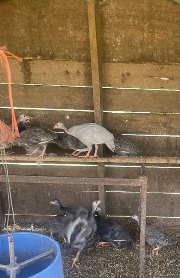 Guniea Fowl Poults