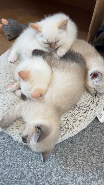 4 Himalayan X Chinchilla Persian Kittens Looking for a home