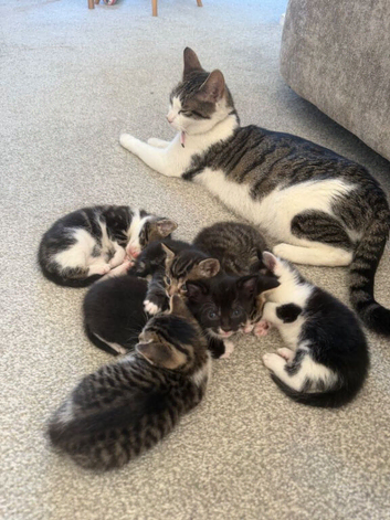 Kittens