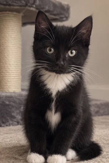 Kitten