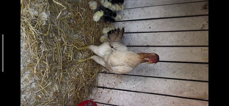 Game hens