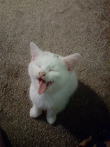 White girl kitten