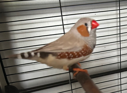 Male Zebra Finch