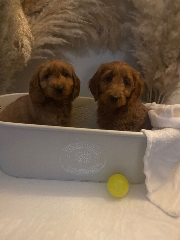 F1b cockapoo