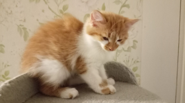 2 kittens for sale