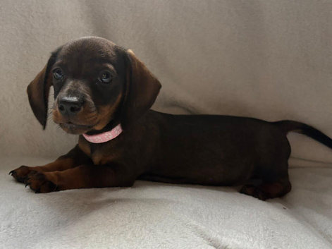 Beautiful litter of Dachshund Puppies For Sale
