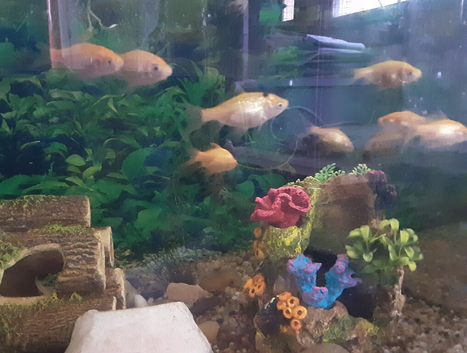 Goldfish for sale, 2-3inch tiddlers &pound;2 each