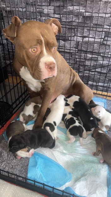 American bulldog XStaffy