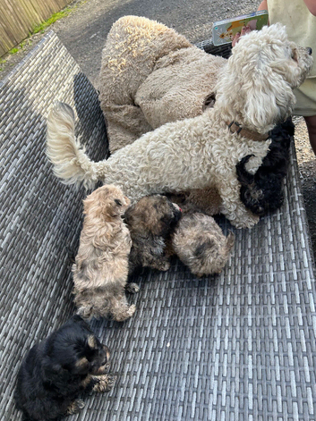 2 Lhasapoos x poodle