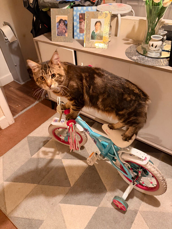 Maine coon cross