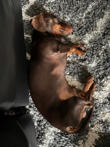Minature Dachshund for sale