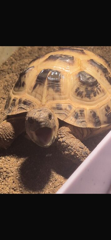 2 year old horsefiled tortoise for sale