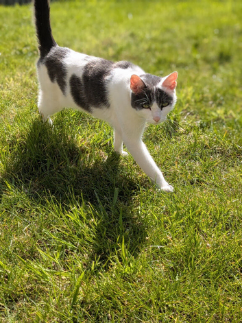 Loving Five-Year-Old Cat Coco Seeking a Forever Home