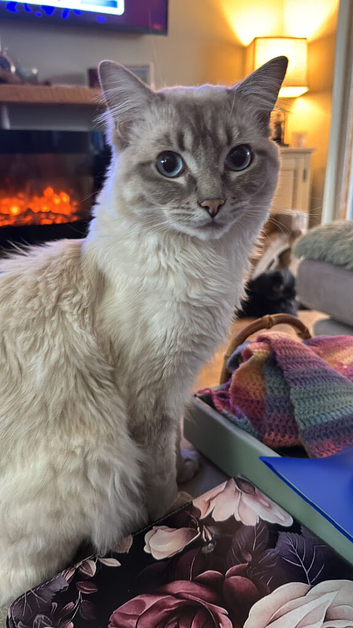 Ragdoll