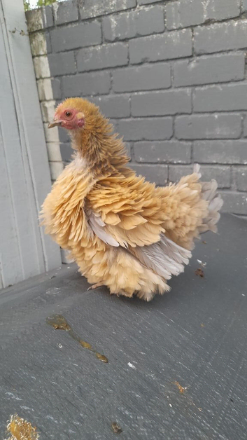 Frizzle bantam chicken