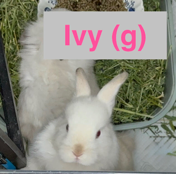 Lionhead babies Ready Now