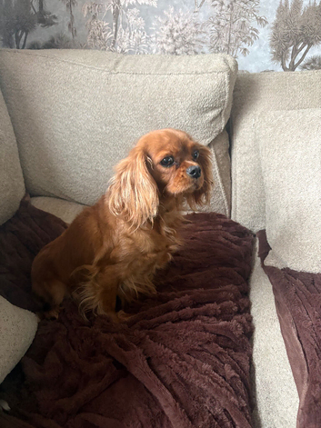 1year old King Charles cavalier