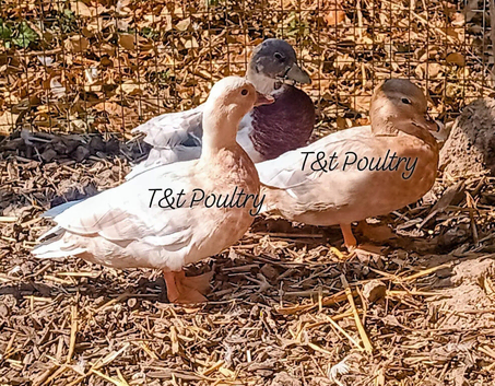 Pair & a Female Call Ducks