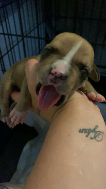 Gorgous Staffordshire bull terrier