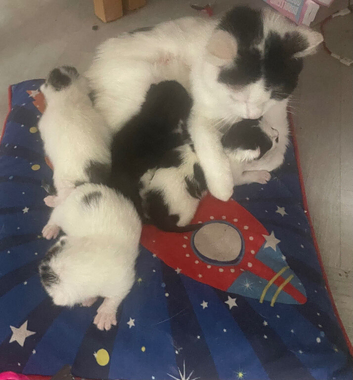 Kitten 4 availble