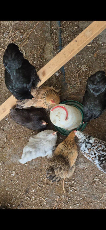Pekin bantams, hens fully laying