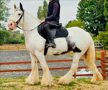Chunky cob - allrounder