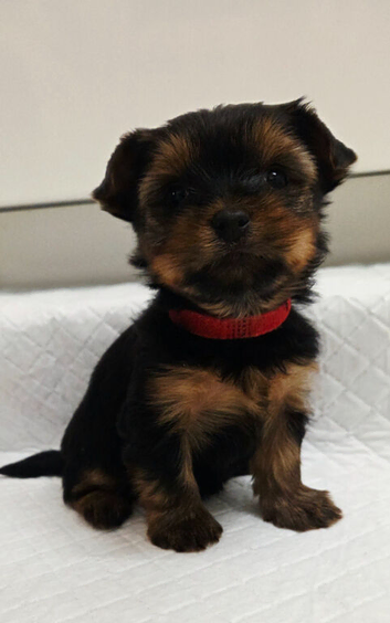 Adorable Yorkshire Terrier Puppies