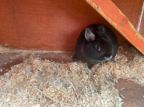 Black male lop rabbit