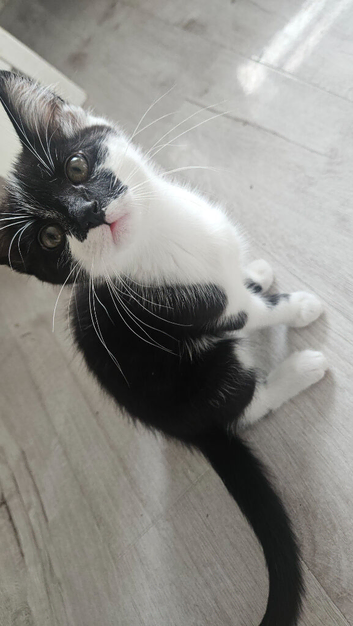 Adorable 10-Week-Old Kitten Looking for a Loving Home
