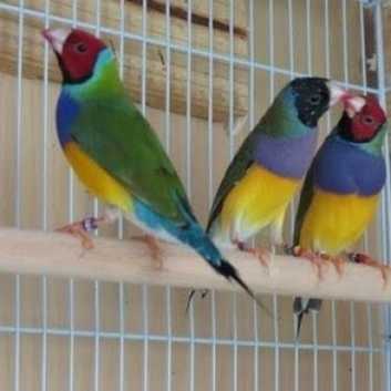All types finches, quails, doves available