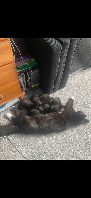Kittens