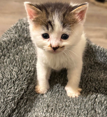 Kittens for Sale