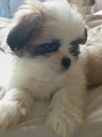 LHASA APSO boy puppies 2 left READY now