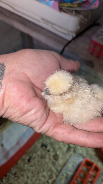 Two white silkie day old left