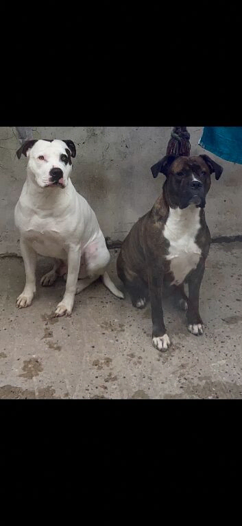 American bulldog puppies