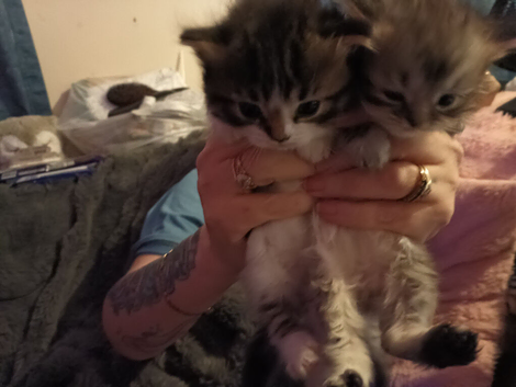 Lovely fluffy brown tabby Scottish straight kittens