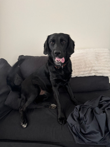 Gorgeous 14-Month-Old Male Labrador Retriever for Sale