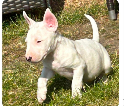 English bull terrier puppies