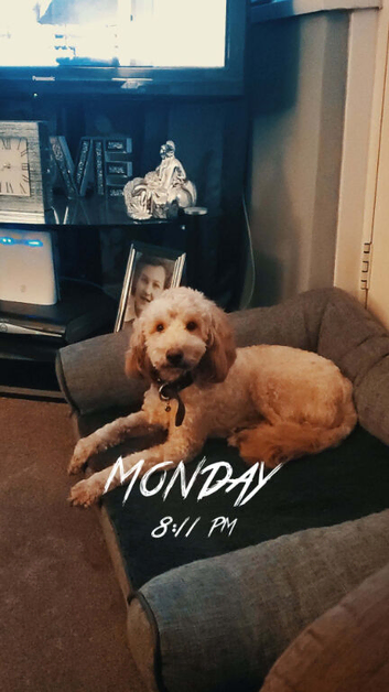 Cockapoo