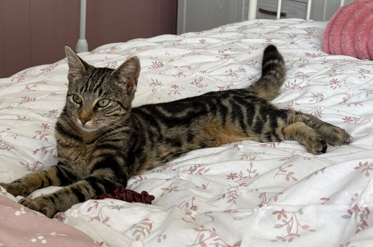 7 month old kitten
