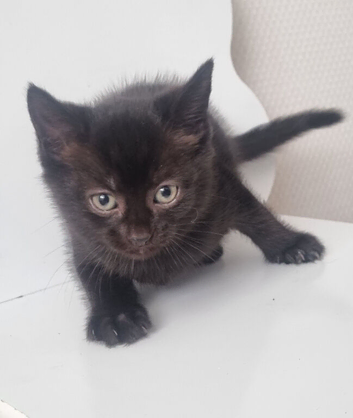 10 week old female kitten