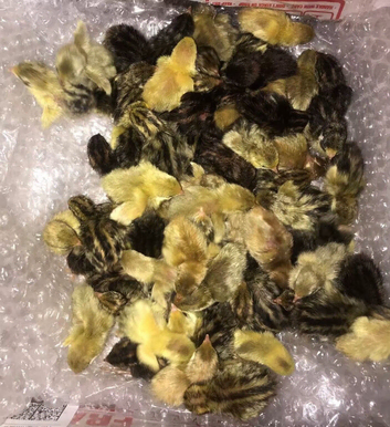 CHICKS/CHINESE PAINTED BUTTON QUAIL !