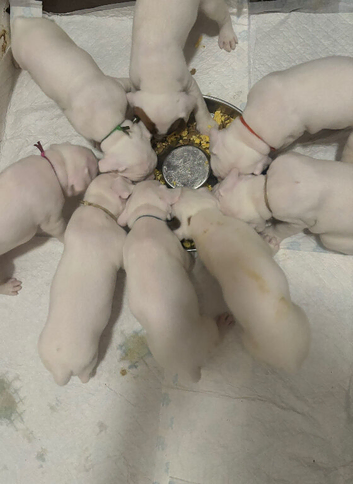 Beautiful litter of white boxer puppies