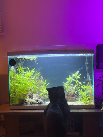 60L Tank full set-up with Fish