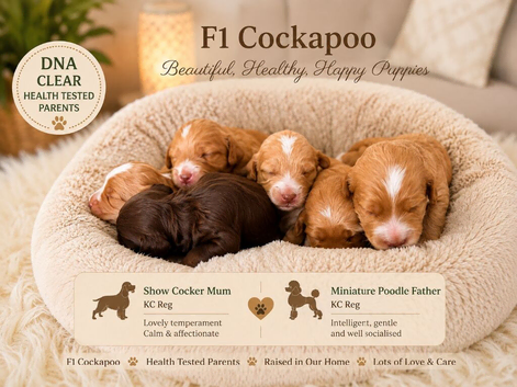 Cockapoo puppies F1