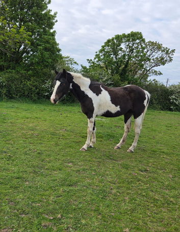 14.2hh coloured mare
