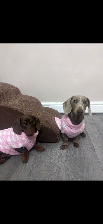 Dolly and Bonnie pair of miniature daschunds needing a new home